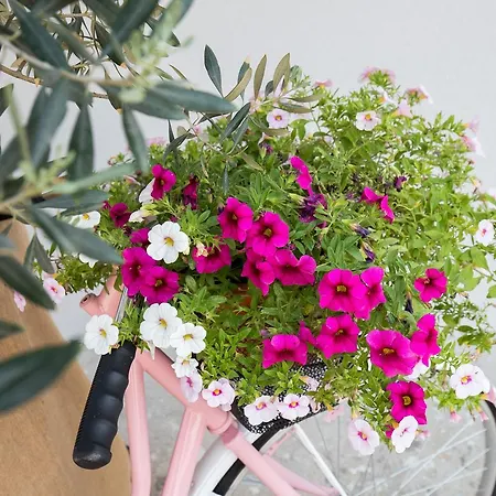 Siblings * Mokošica